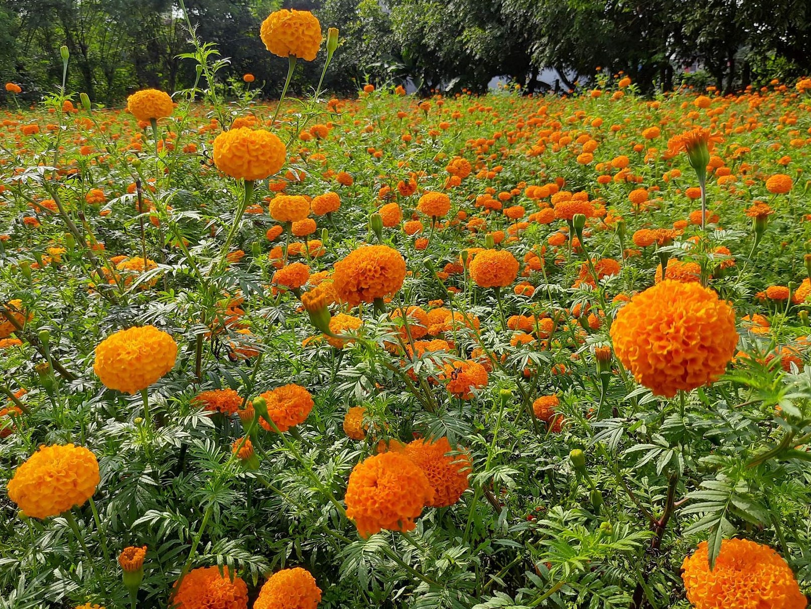 के बोटविरुवासँग पनि कुरा गर्न सकिन्छ ? नयाँ अनुसन्धान भन्छ, सकिन्छ !