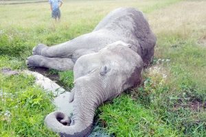 झापामा पोथी हात्ती मृतावस्थामा भेटियो