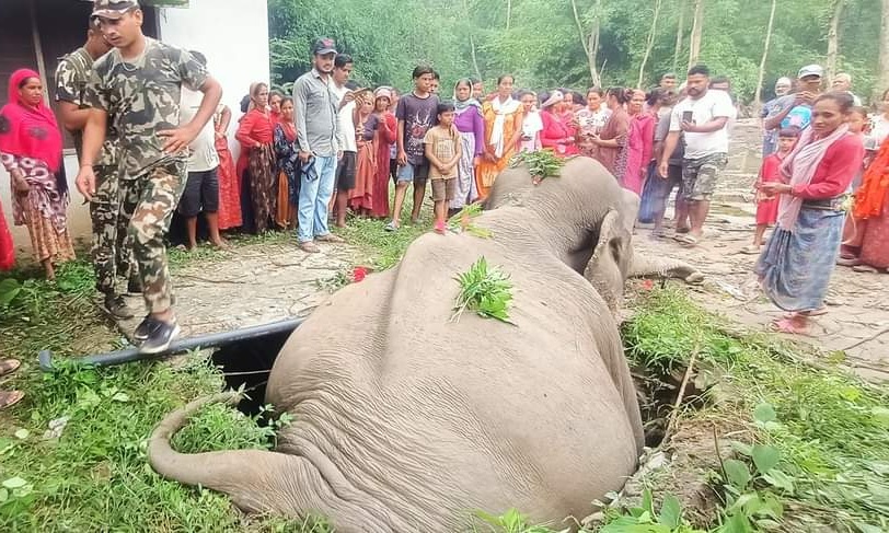 शौचालयको सेफ्टिक ट्याङ्कीमा फसेर जंगली हात्ती मरे