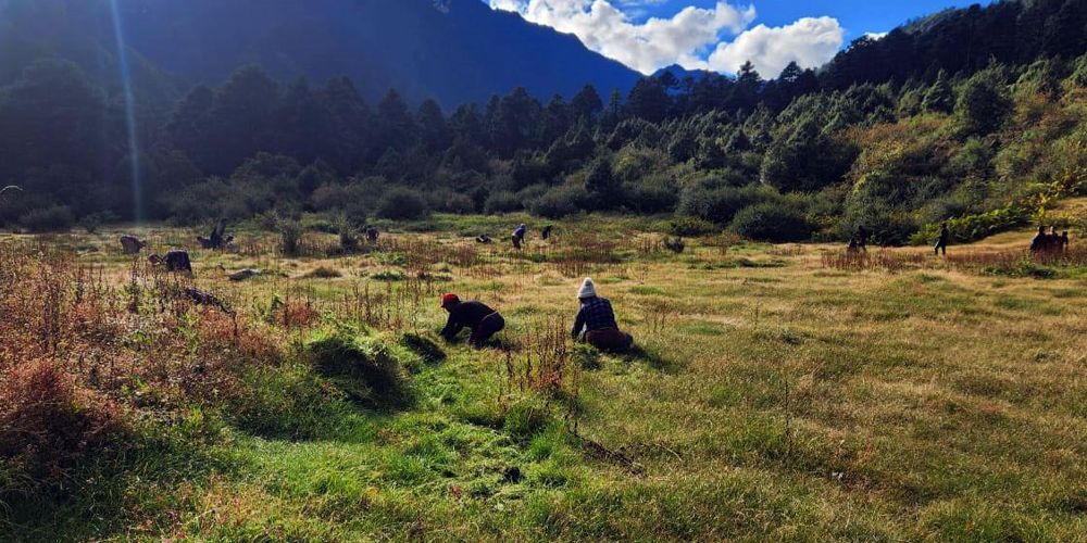 हिमालका बासिन्दालाई याक र चौँरीलाई घाँसको जोहो गर्ने चटारो