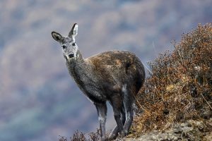 तिब्बतमा सयभन्दा बढी सेतो ओठ भएको हरिण फेला