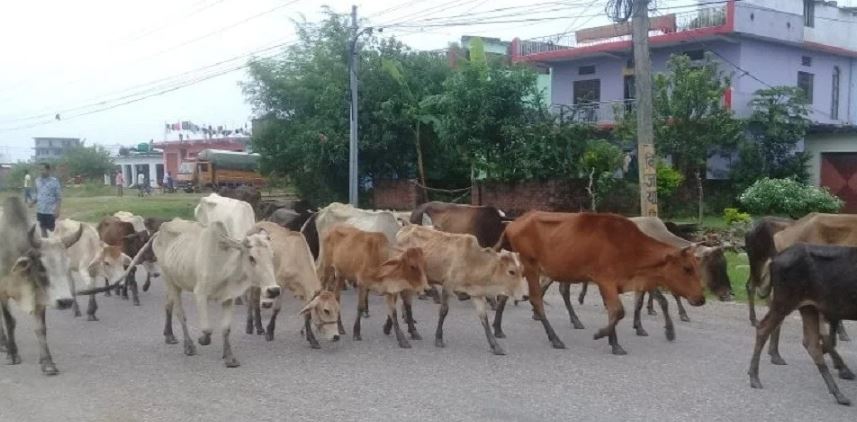 चौपायालाई ८ घन्टा बढी हिँडाएमा कानुन लाग्ने