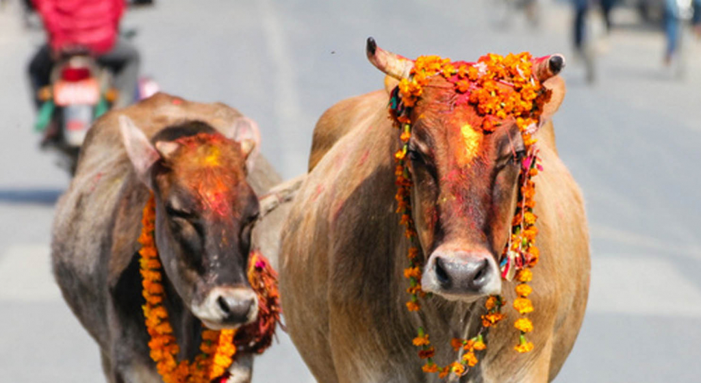 तिहारको तेस्रो दिन आज गाईपूजा मनाइँदै