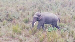 हात्ती ध्रुवेलाई रेडियो कलर जडान गर्ने