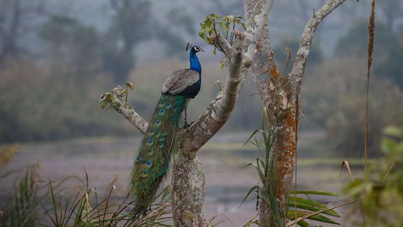 यो जाडोयाममा कुन क्षेत्रमा पानी पर्ने सम्भावना कति?