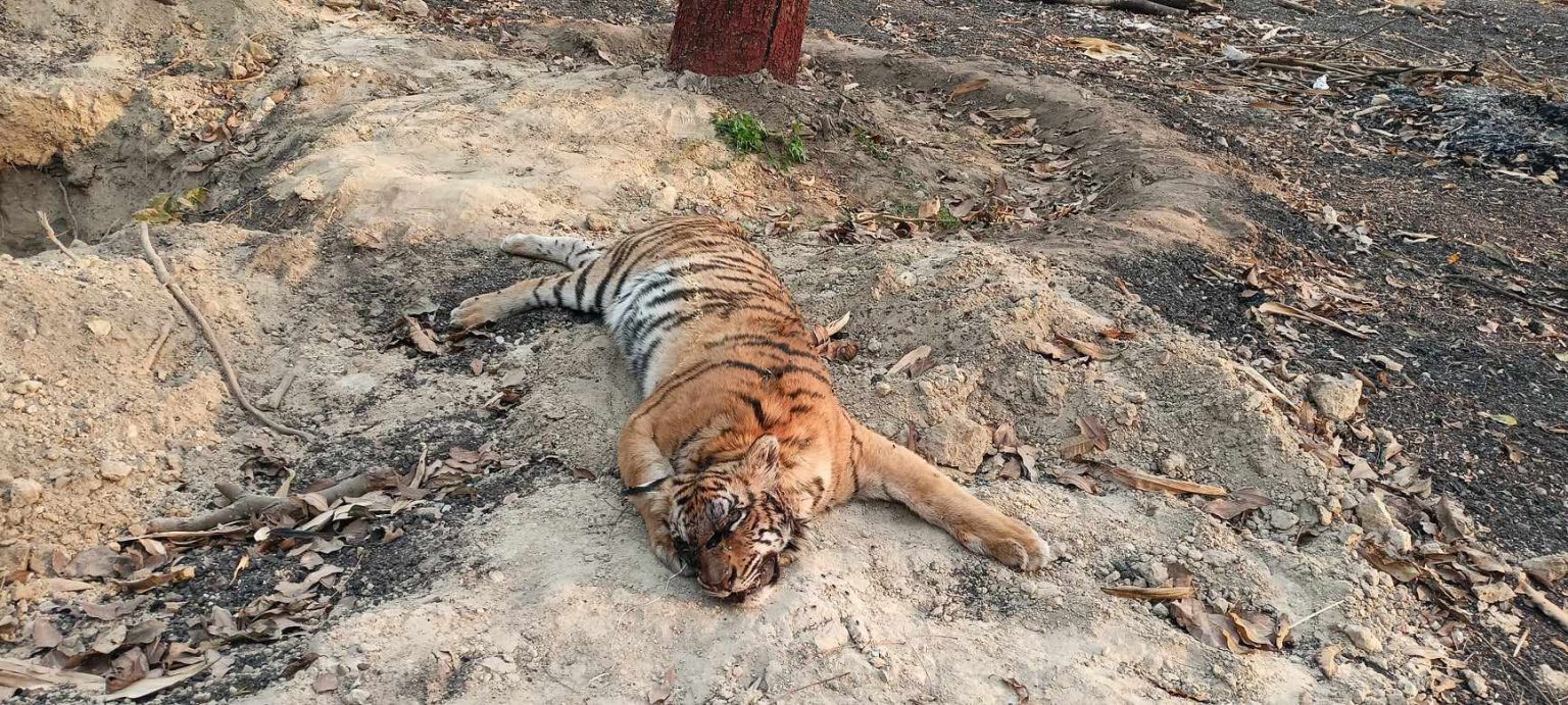 बारामा तीन वर्षको पोथी बाघलाई गोली हानेर मारियो