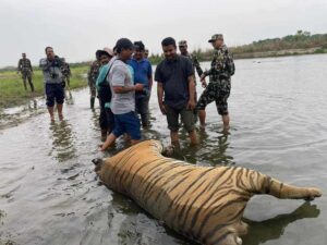 चितवन राष्ट्रिय निकुञ्जमा ६ वटा बाघ मृत भेटिए