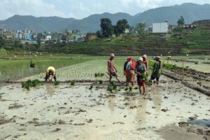 बाढीपहिरोको कहरका बिच देशभर ९८ प्रतिशत रोपाइँ