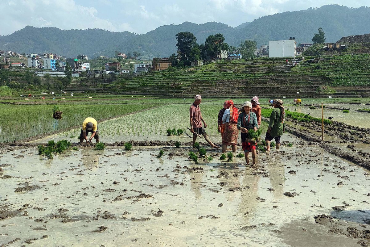 देशभरमा ३८ प्रतिशत रोपाइँ सम्पन्न