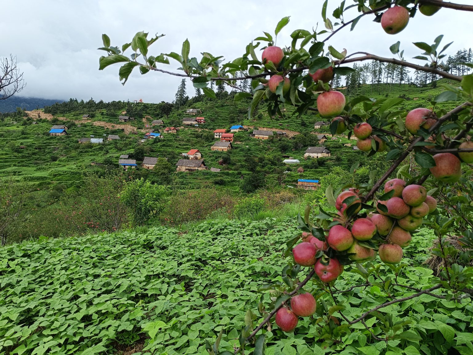 जुम्लामा भदौ ५ अगावै स्याउ नटिप्न आग्रह