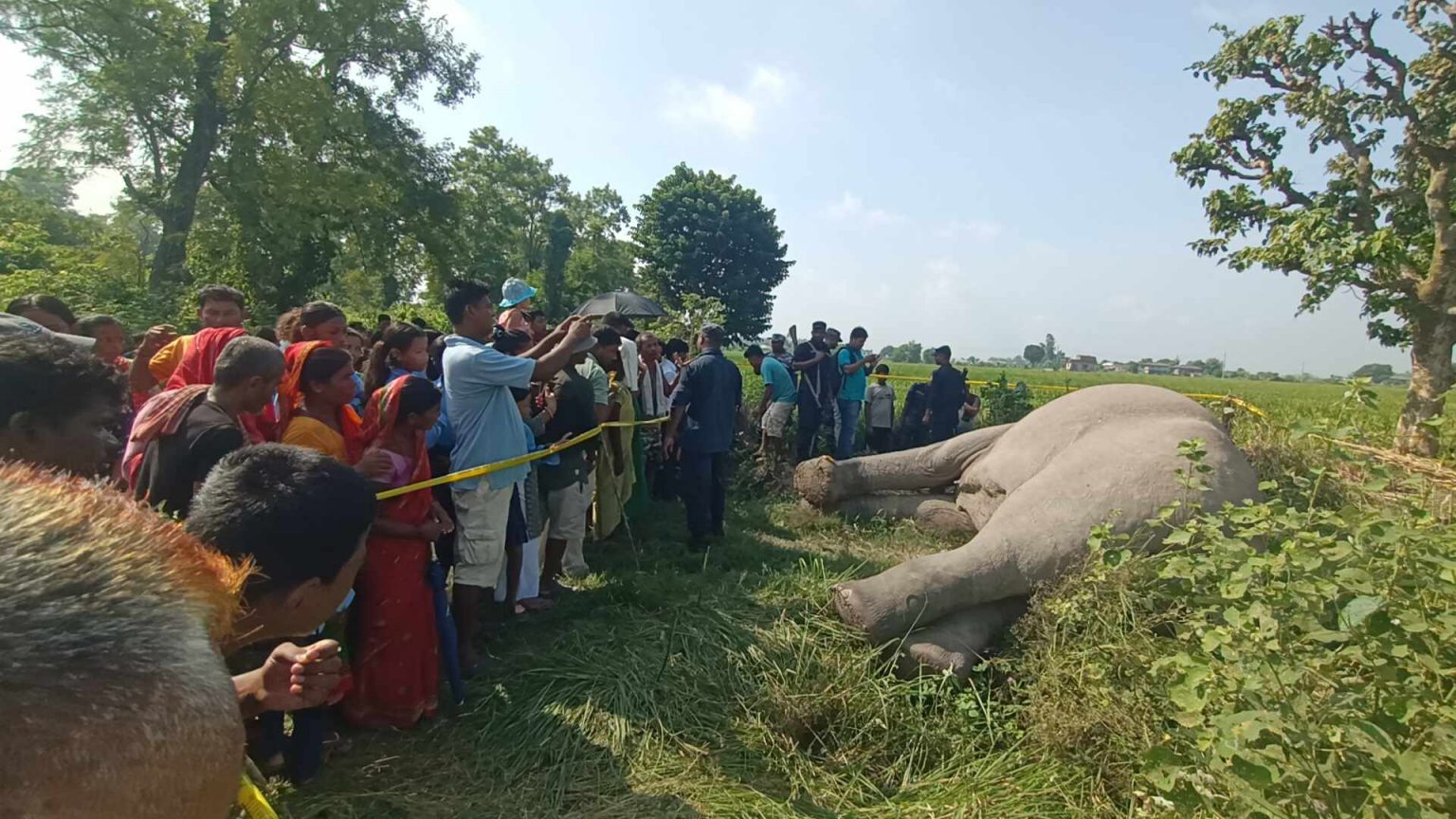 बारामा करेन्ट लगाएर जंगली हात्ती मारियो