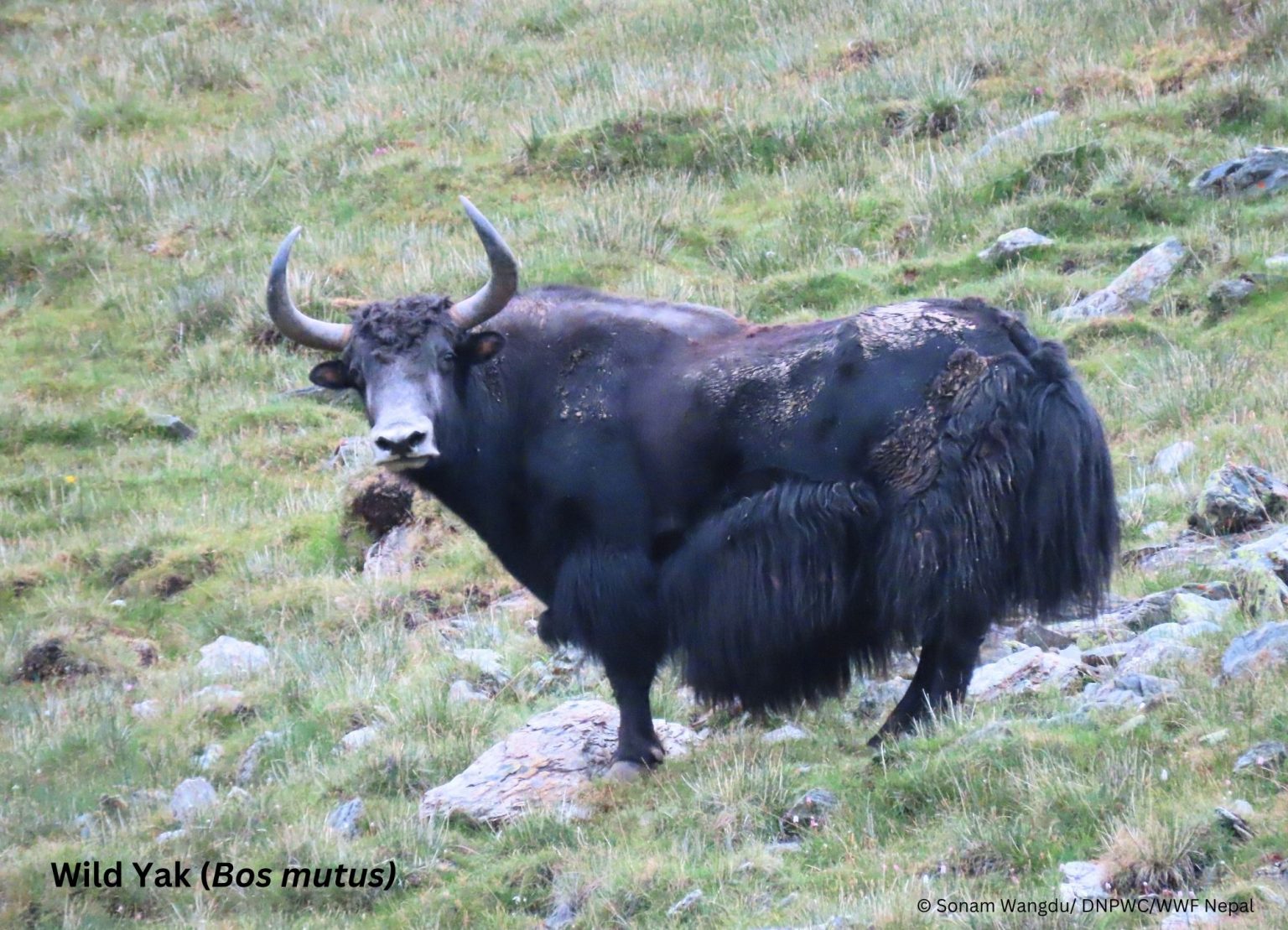 शे-फोक्सुन्डो राष्ट्रिय निकुञ्जमा दुर्लभ जङ्गली याक फेला