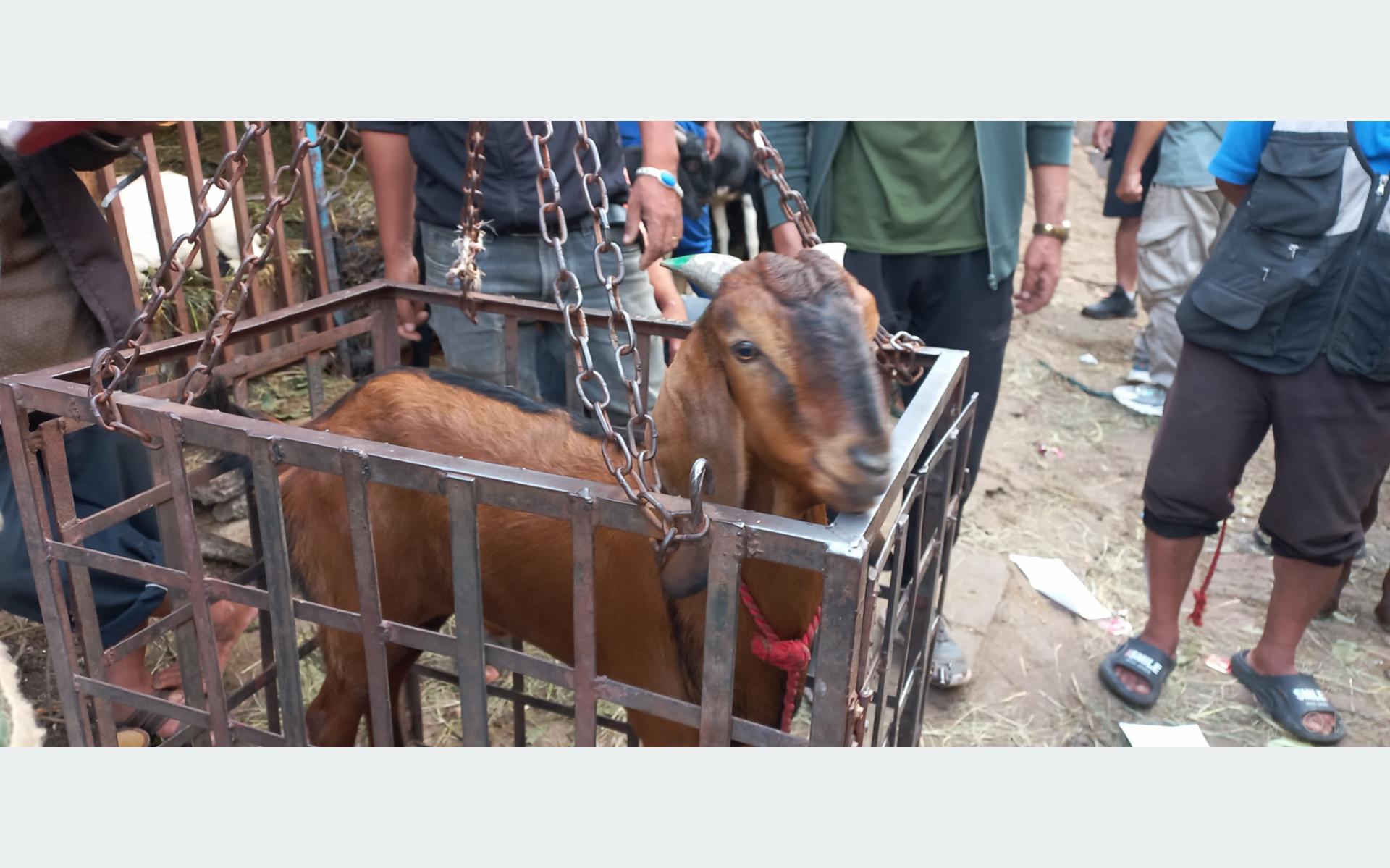 सिङमा हरियो रङ लगाएको स्वस्थ खसीबोका मात्र किन्न सुझाव