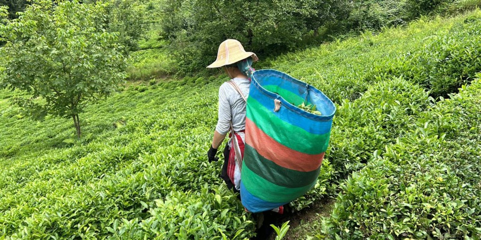 नकलबन्दा टी इस्टेटको १० बिघा जग्गा सरकारको नाममा फर्काइयो